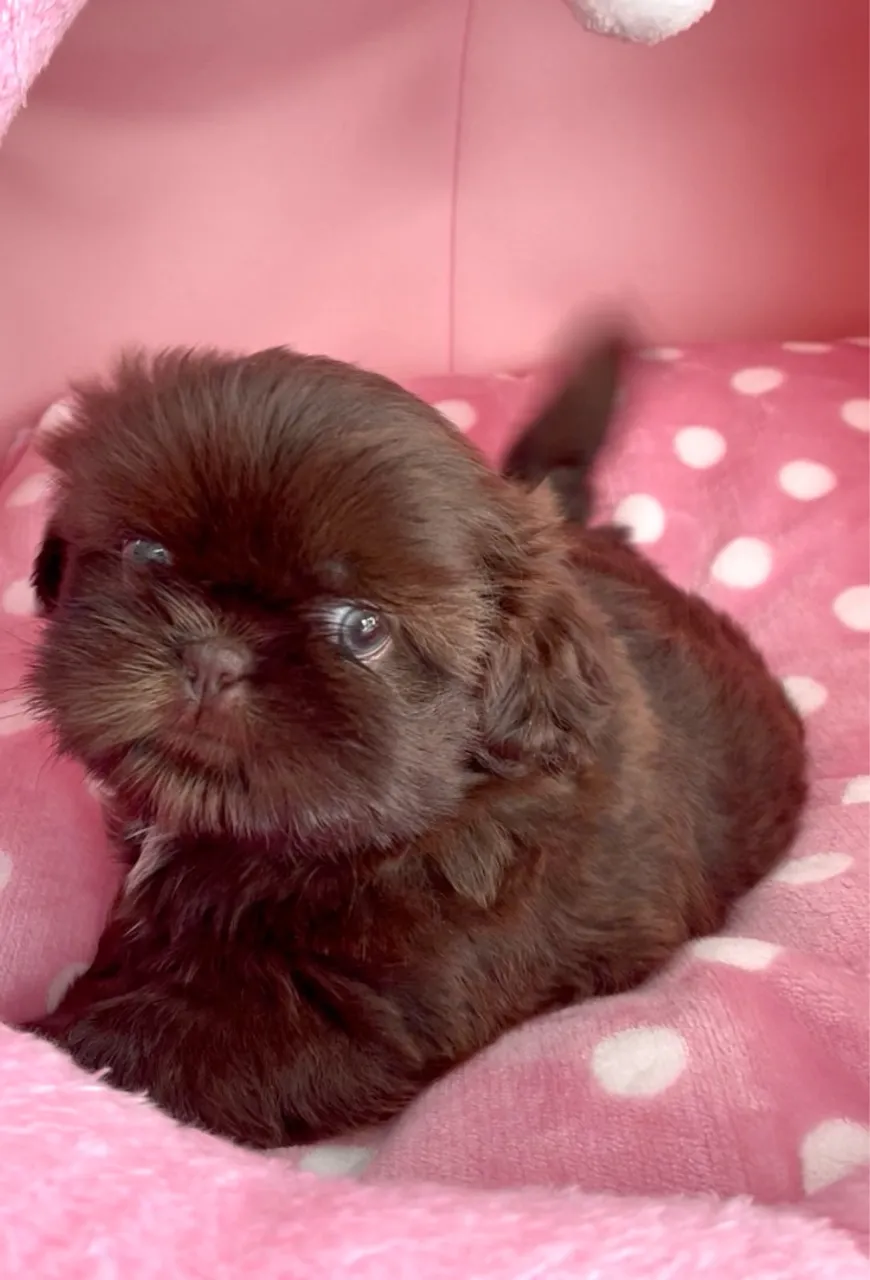 FÊMEA SHIHTZU FILHOTE