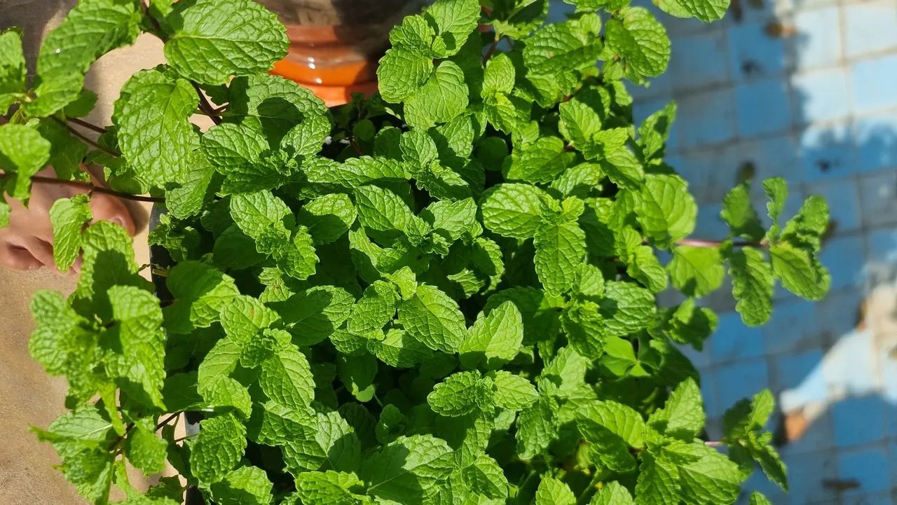 Vaso de hortela organica com muita terra adubada e organica tambem - Foto 5