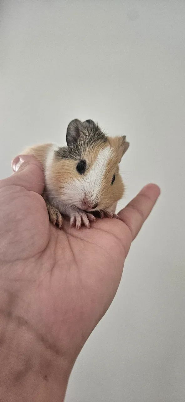 Porquinho da india  - Foto 6