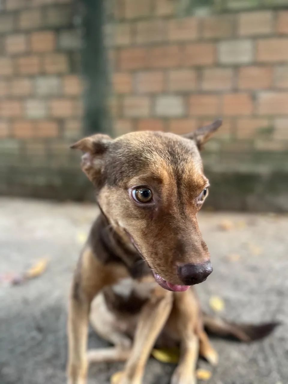 Cachorrinha pra adoção  - Foto 4