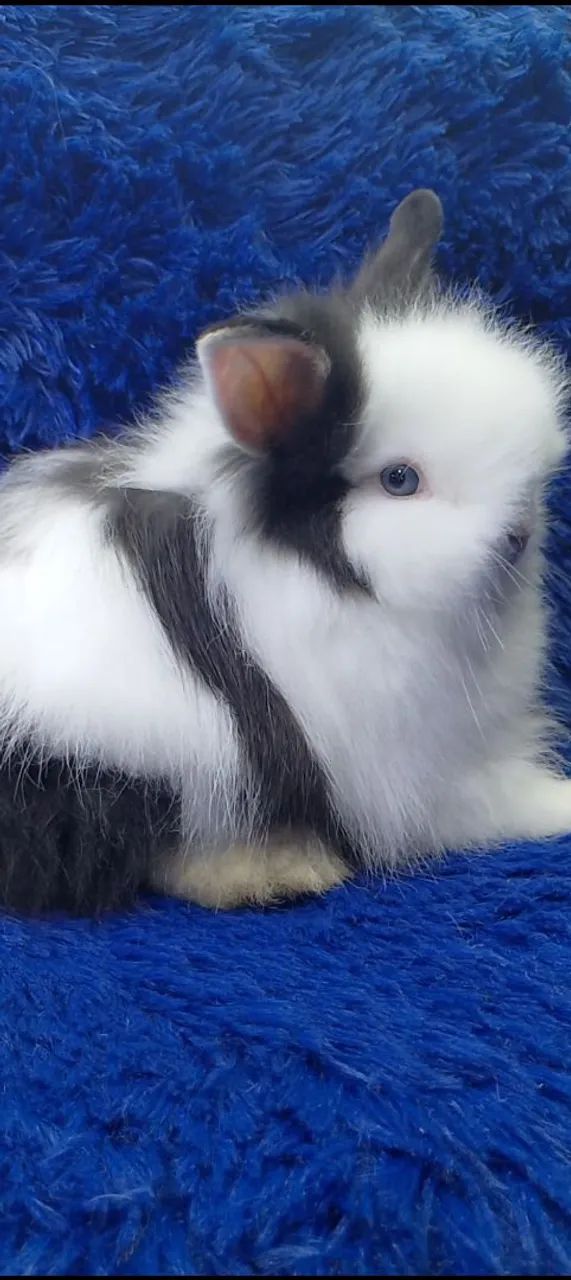 Várias raças de minis coelhos e coelho anão(ZAP na descrição)