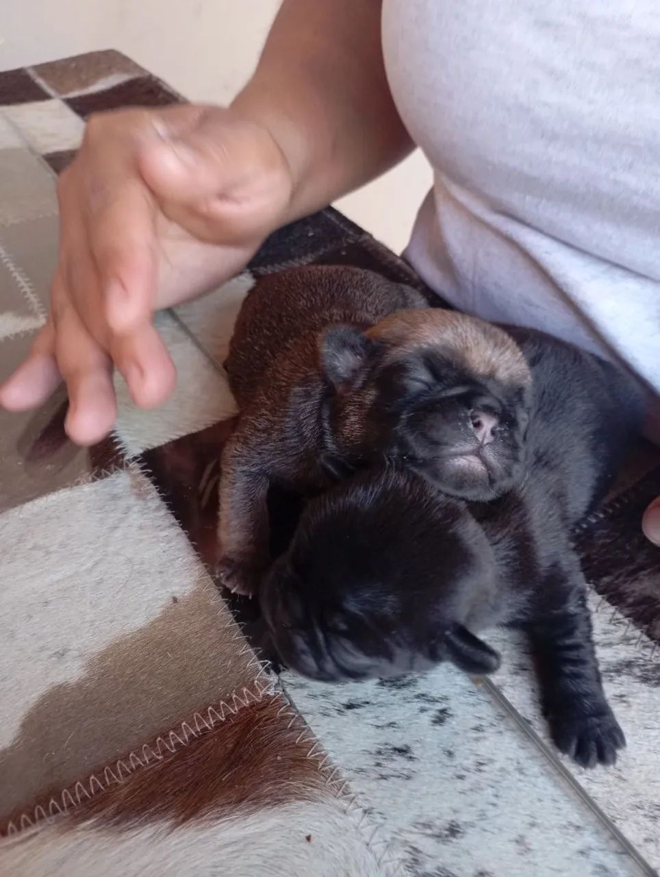 Filhotes de Pug fêmea  - Foto 3