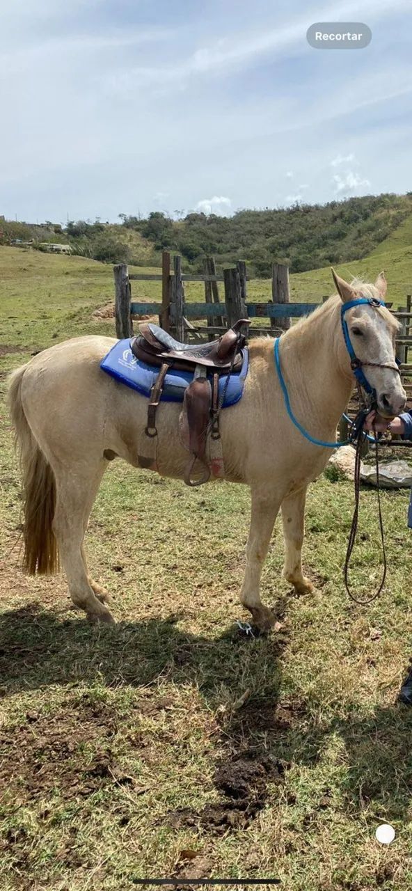 Cavalos Mangalarga - Foto 6