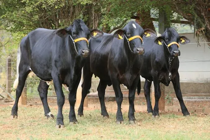 Novilhas girolandas de alto padrão leiteiro Minas Gerais