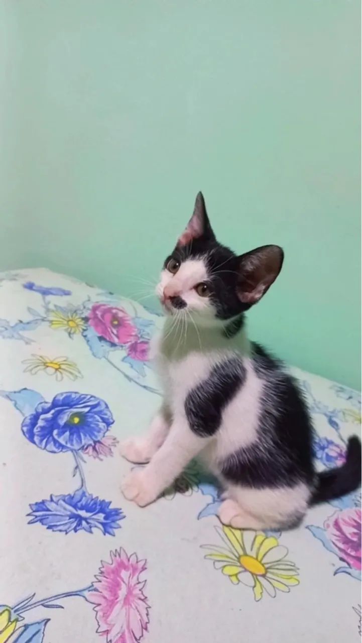 Gatinho adorável para adoção