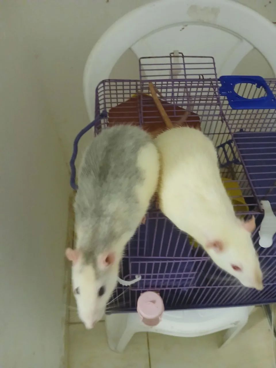 Dois ratos brancos em gaiola