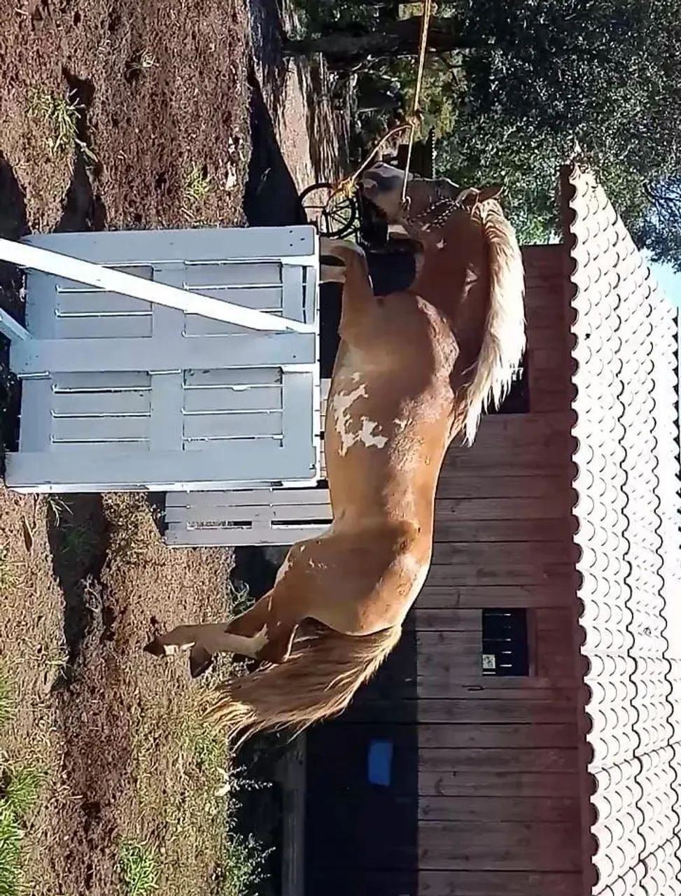 Cavalos crioulo, trote grande novo 6 anos  - Foto 5
