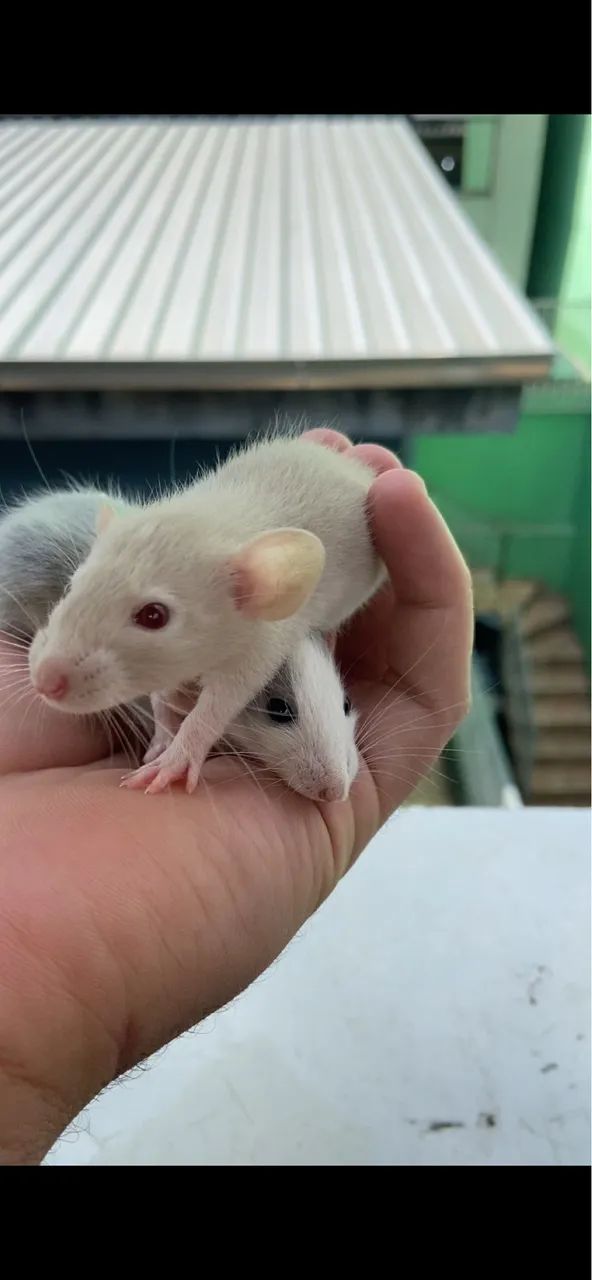 Rato Twister/Mercol  - Foto 2