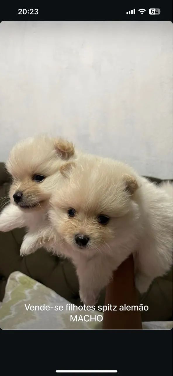 Spitz Alemão  - Foto 2