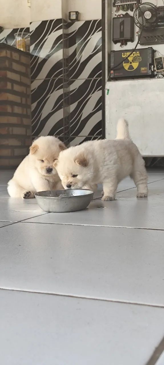 Filhotes de Chow chow - Foto 3