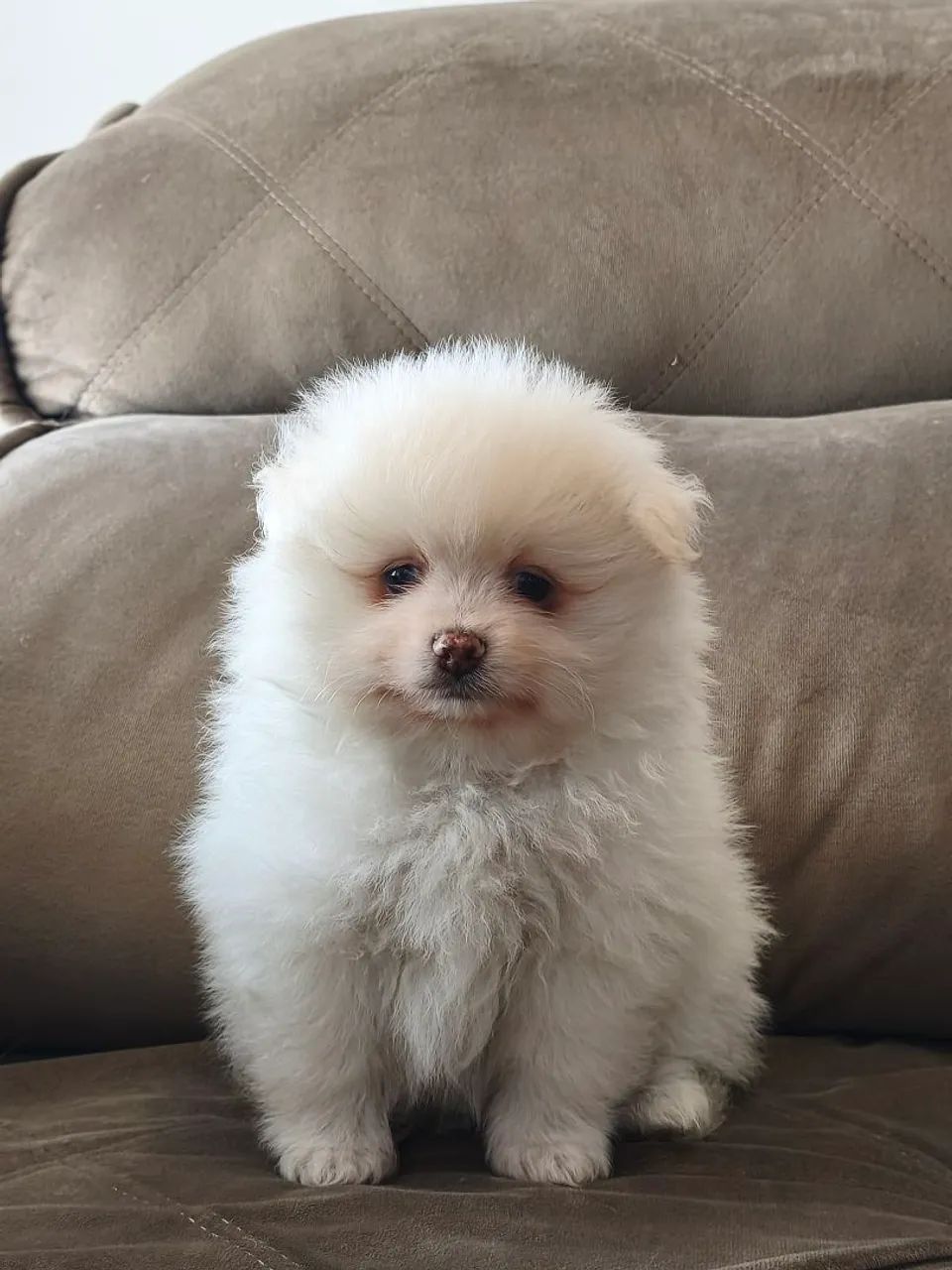 Spitz alemão - Foto 3