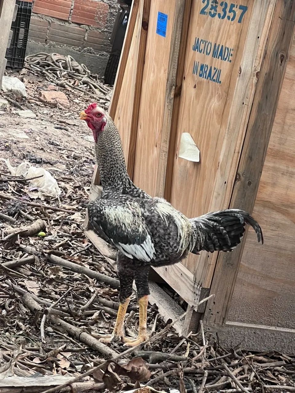Galo - Foto 4