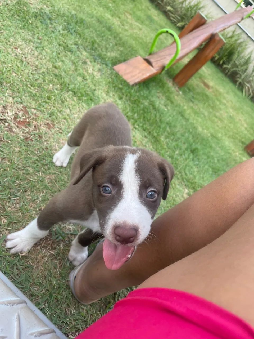 Cachorro - Foto 2
