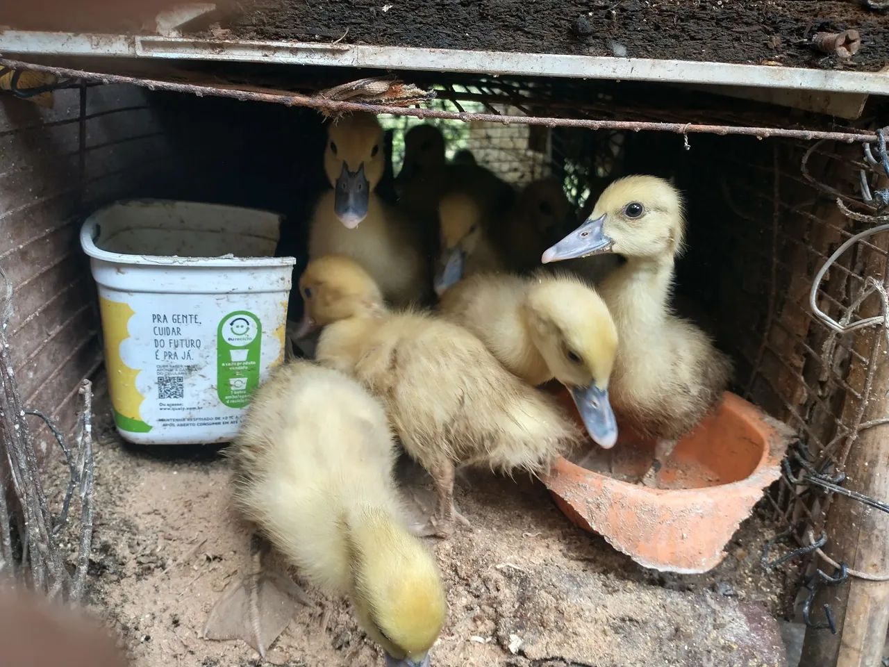 Patinhos com boa idade , espertos e com preço promocional