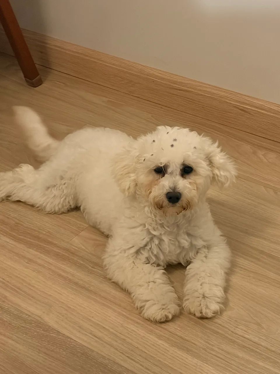 poodle fêmea 