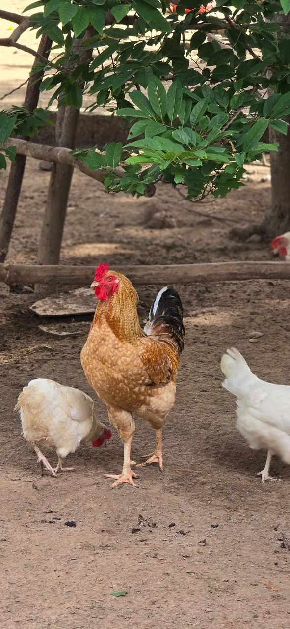 Vende-se Peru e galinha/frango Caipira
