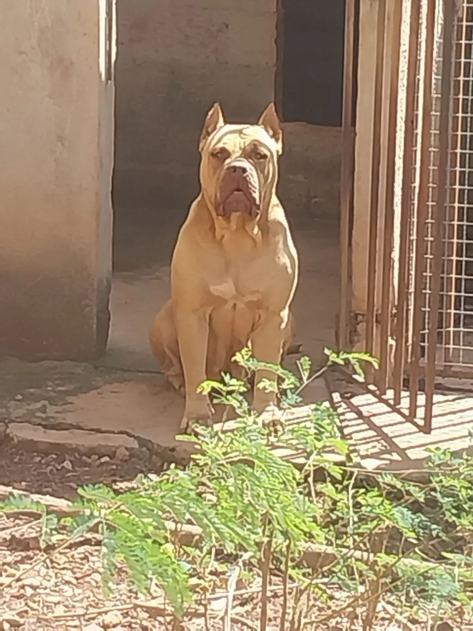 Pit Monster Macho  - Foto 3