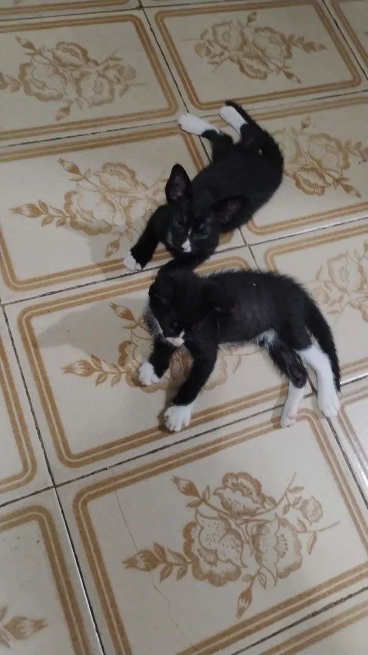 Doação Gatinhos - Foto 5