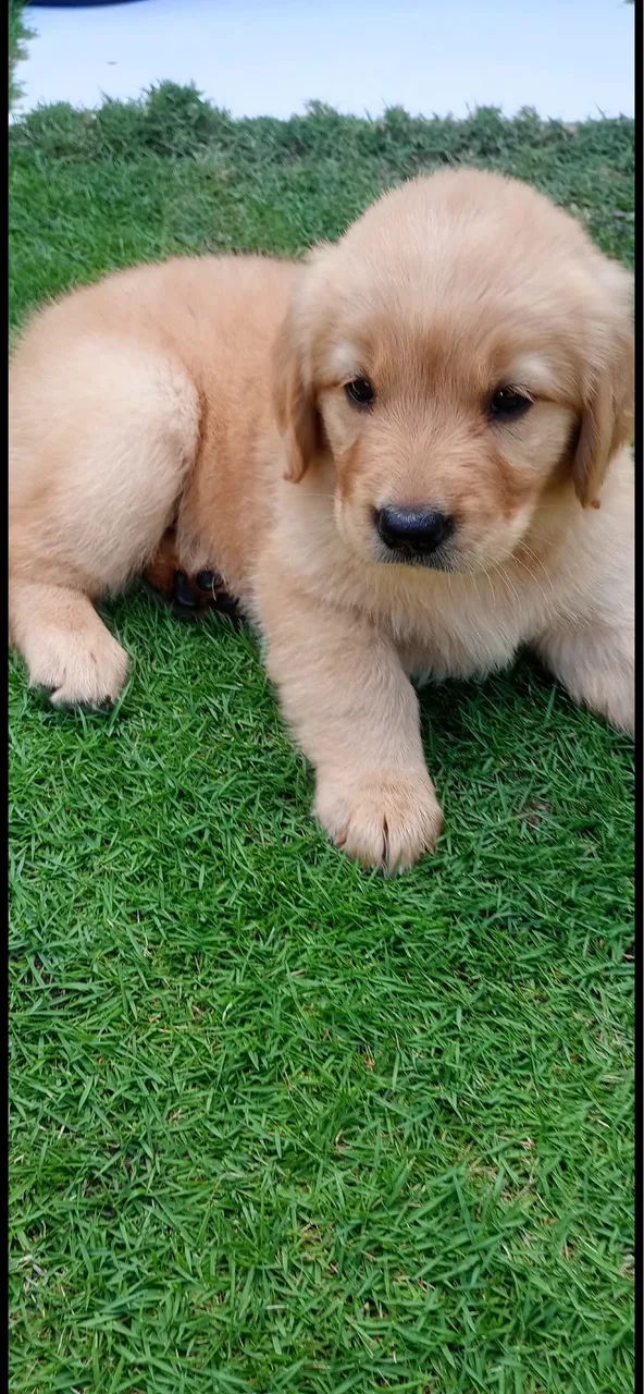 Golden retriever 