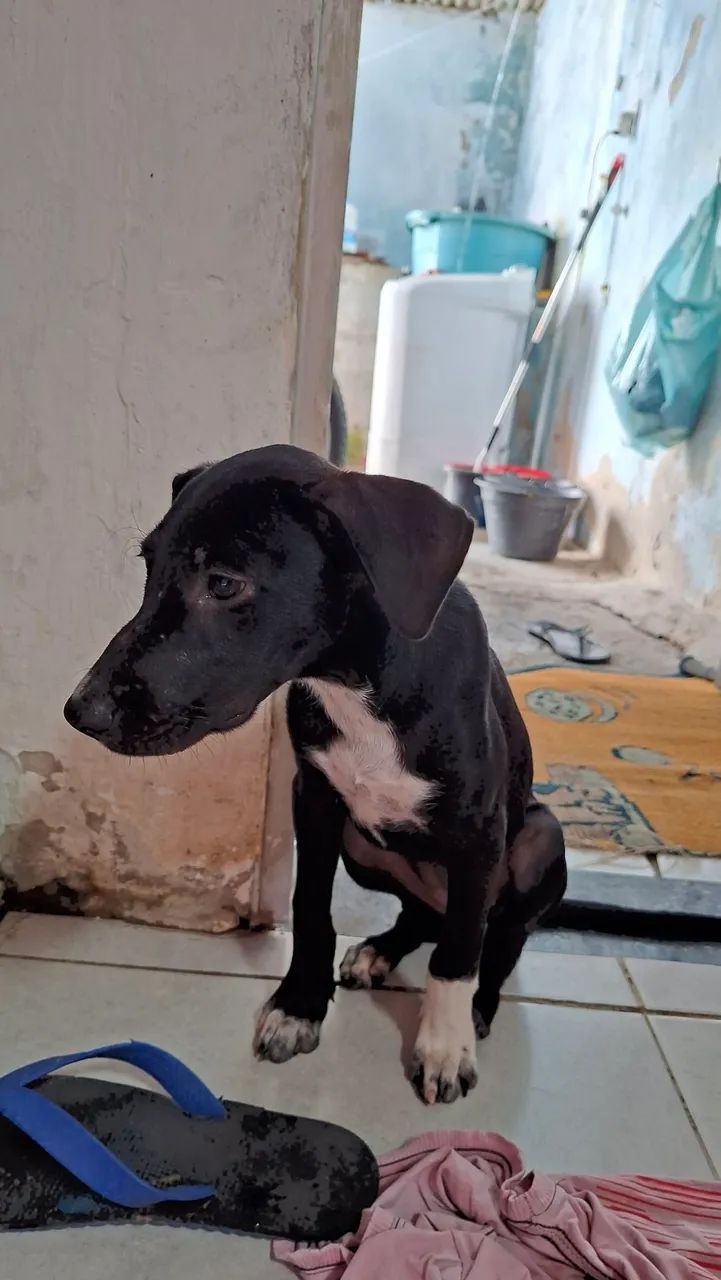 Doação de cachorras 