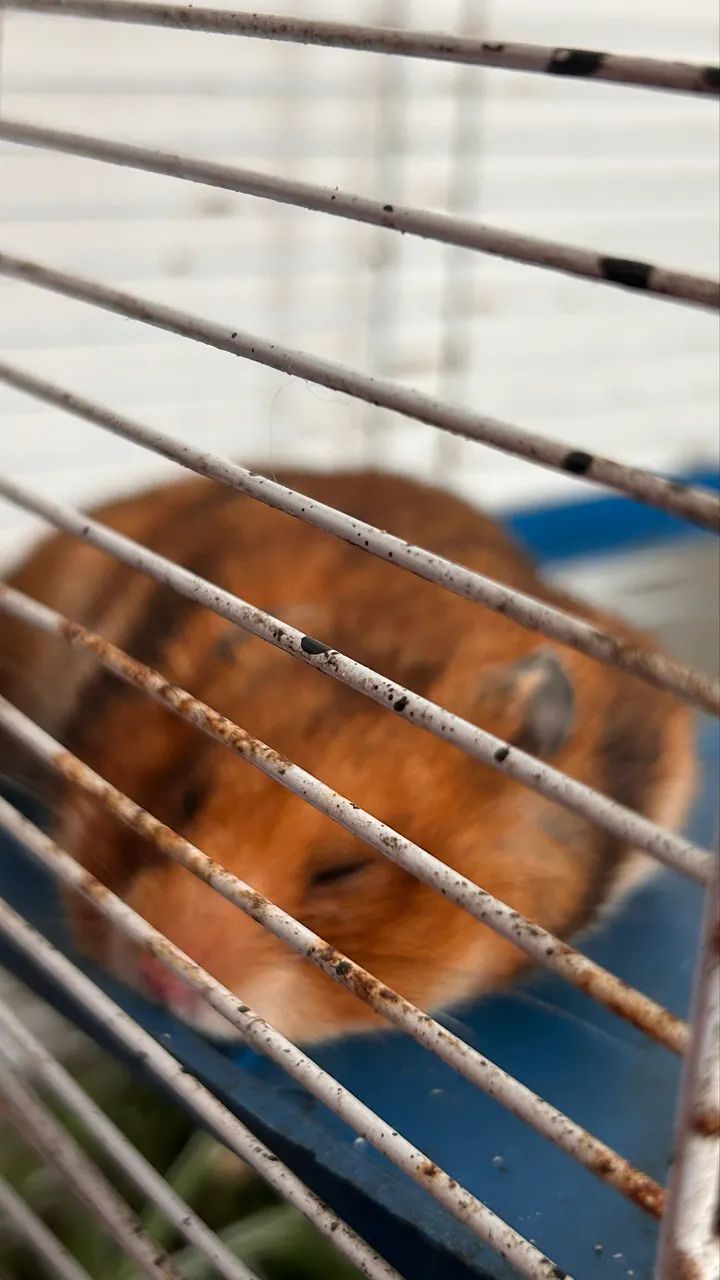 HAMSTER 469147946583347204