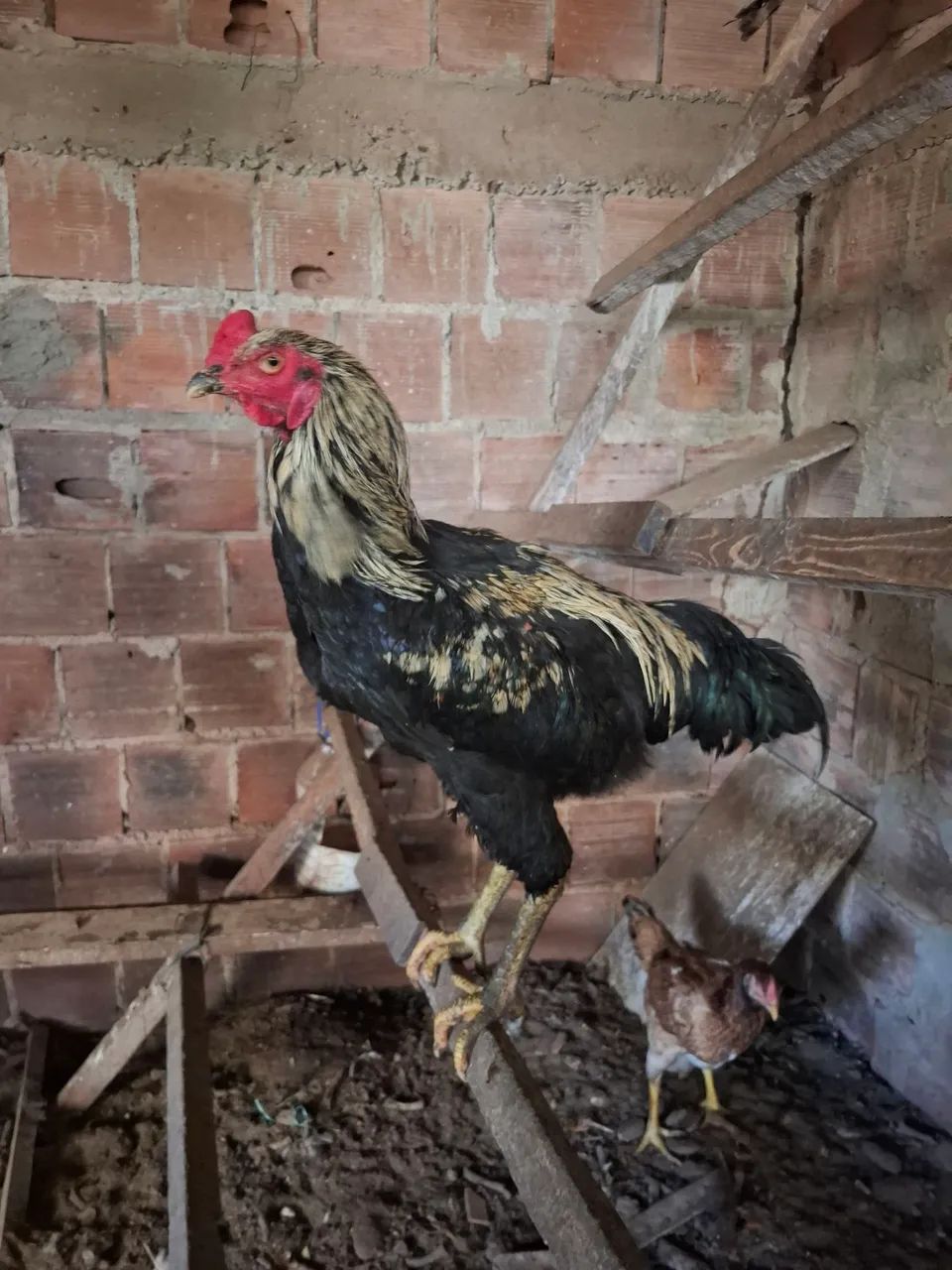 Galo  - Foto 2