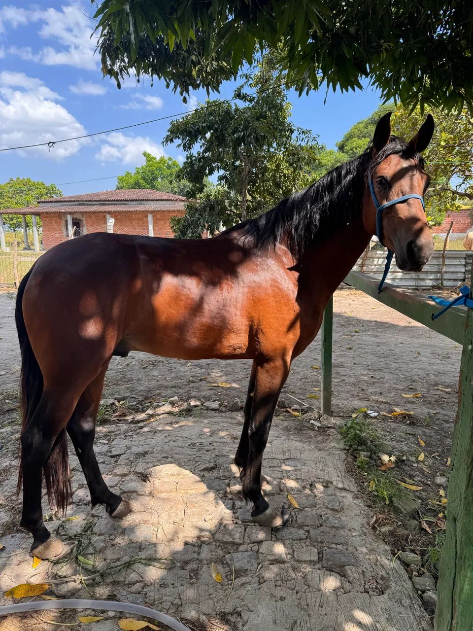 Cavalo Manga Larga  - Foto 3