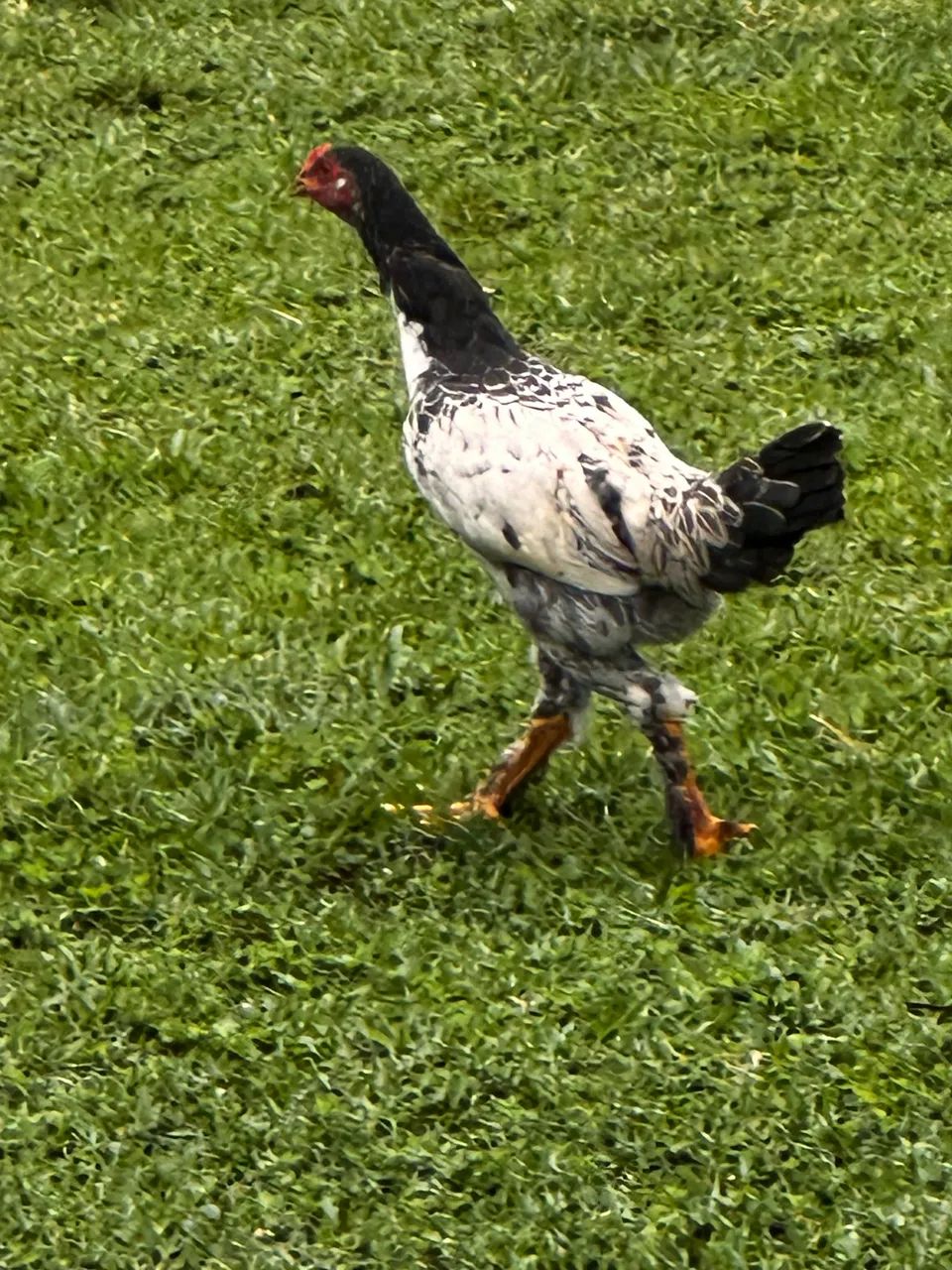 Frangos Caipira