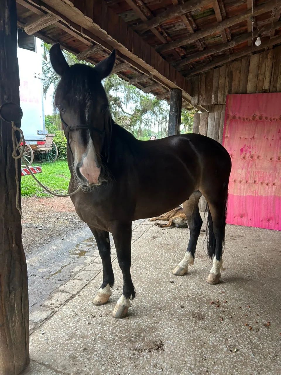 Cavalo crioulo  - Foto 2