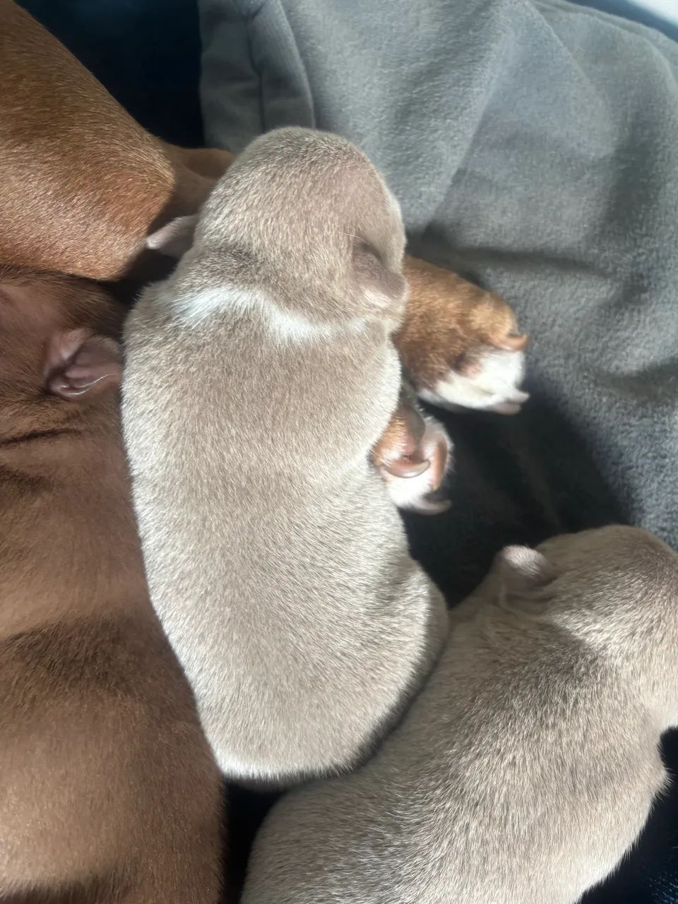 Filhote American Bully  - Foto 5
