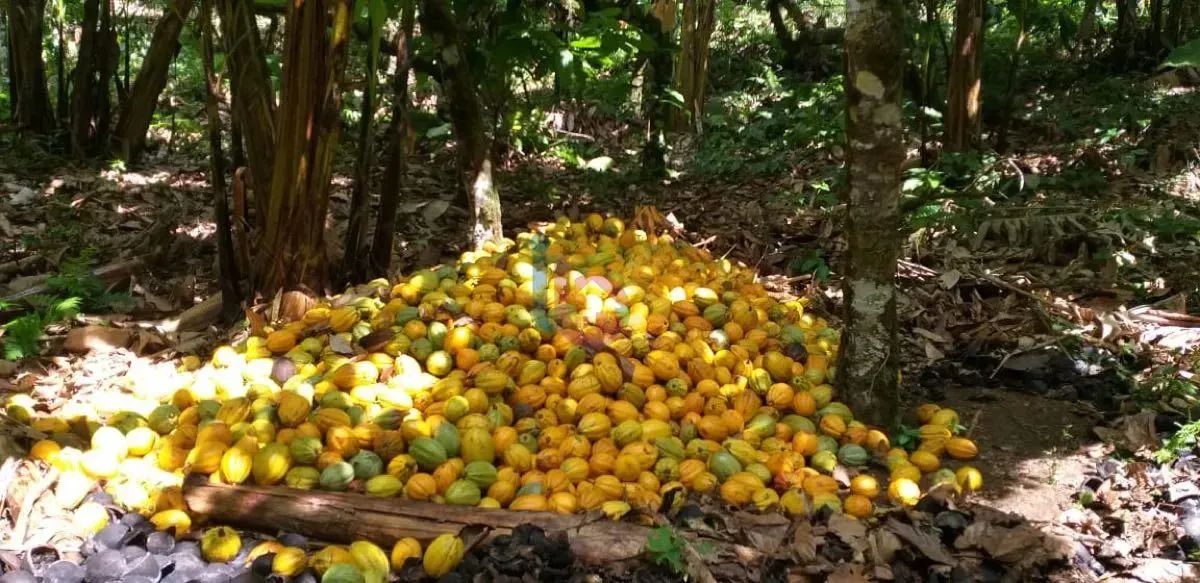 VENDO FAZENDA  ITAGI/BA - Foto 2