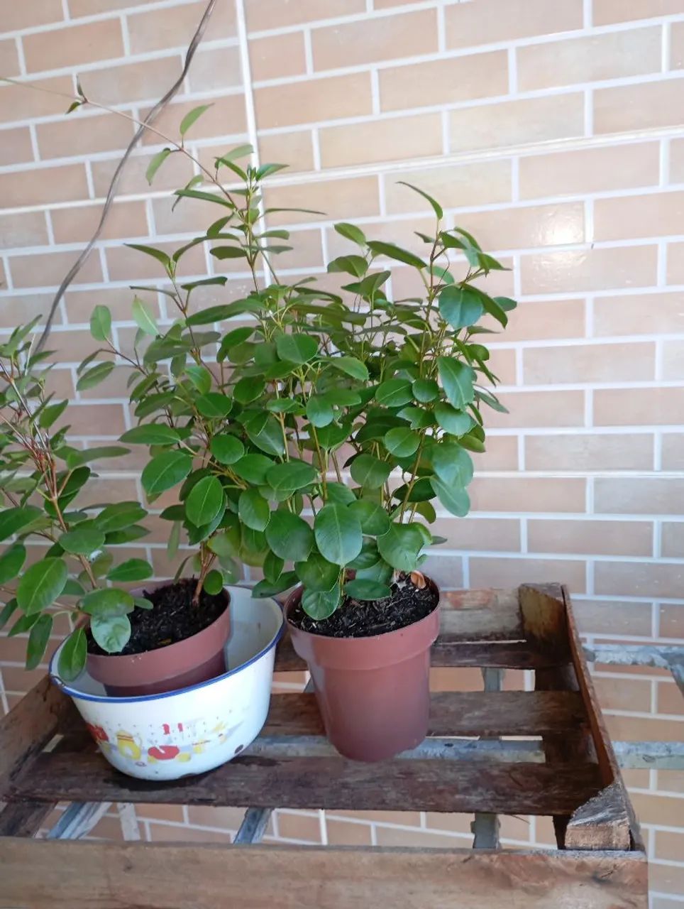 Sementes e plantas  - Foto 4