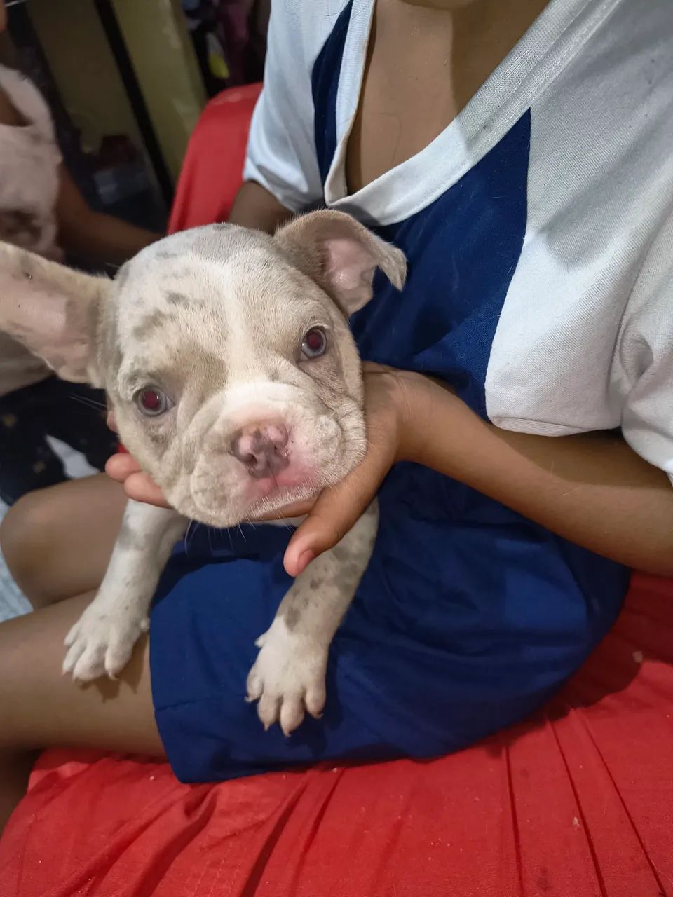 American bully - Foto 2