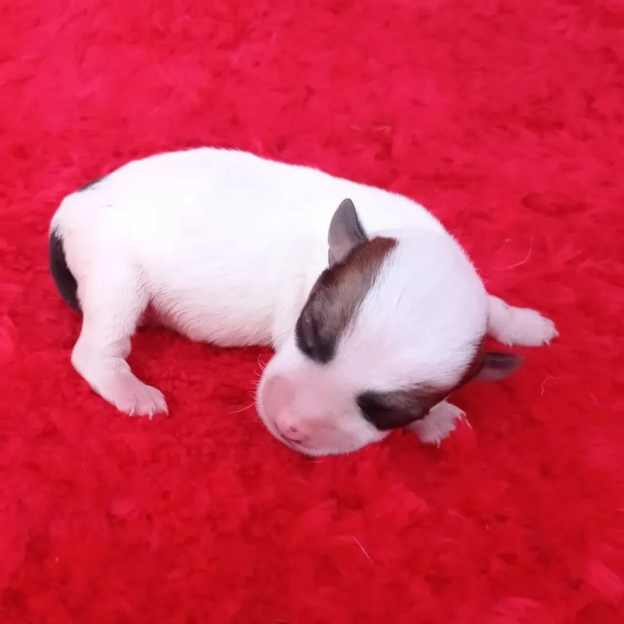 Jack Russell terrier  - Foto 3