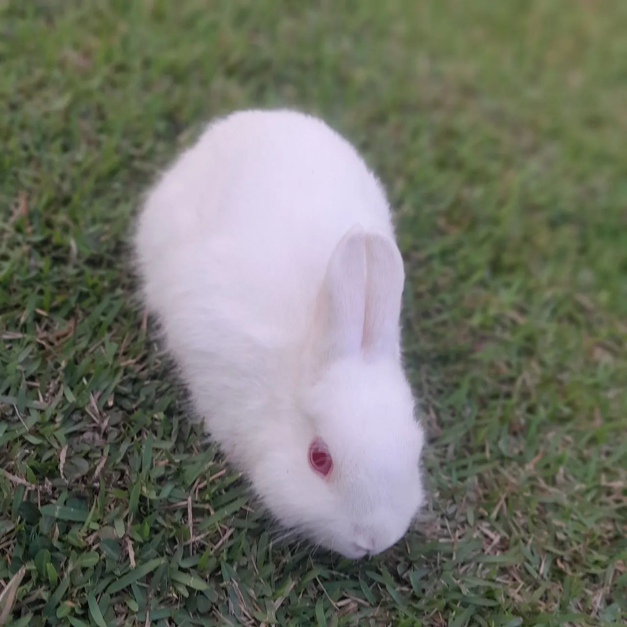 Coelho Netherland Dwarf _Mini Holandês  - Foto 6