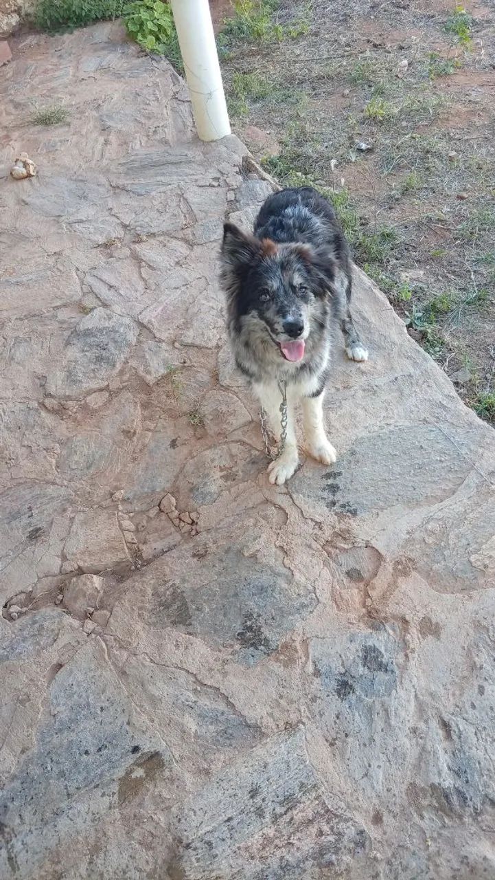 Border collie  - Foto 2