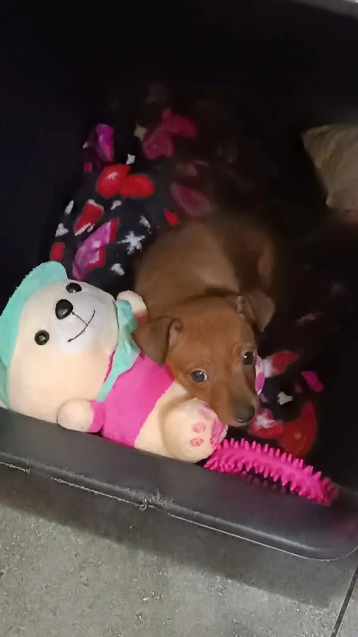 Fêmea de pinscher zero com 1 