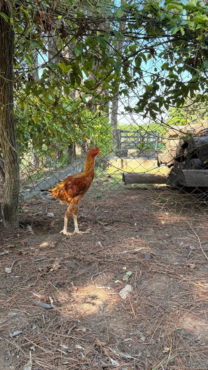 Frango Índio Gigante