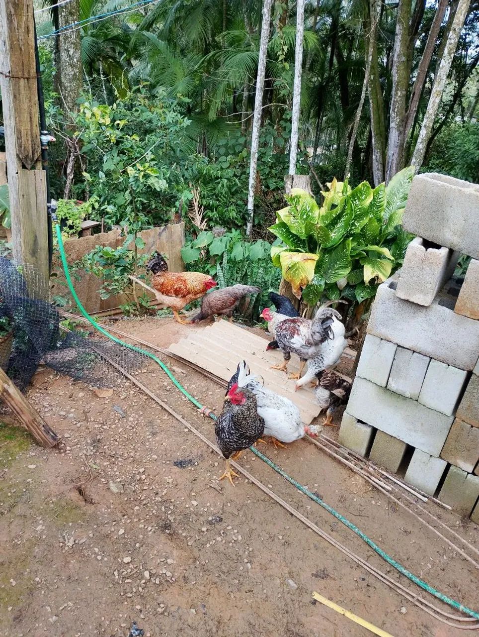 Vendo galos e Galinhas  - Foto 2