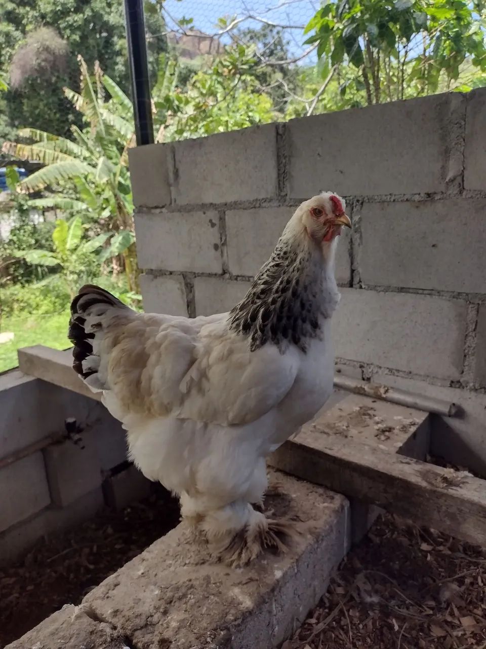 Pintinho Brahma  - Foto 3