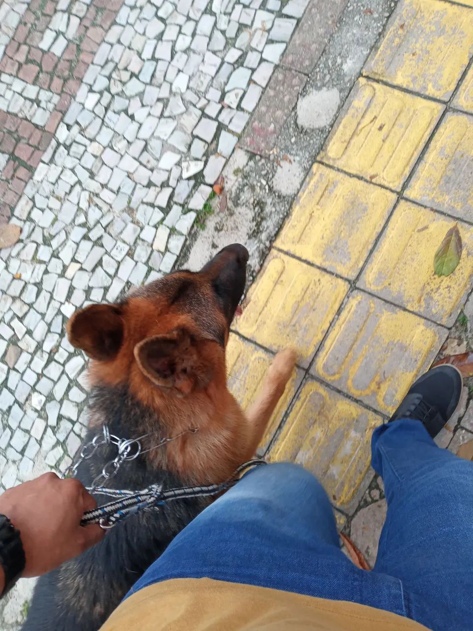 Adestrador de cães  - Foto 4