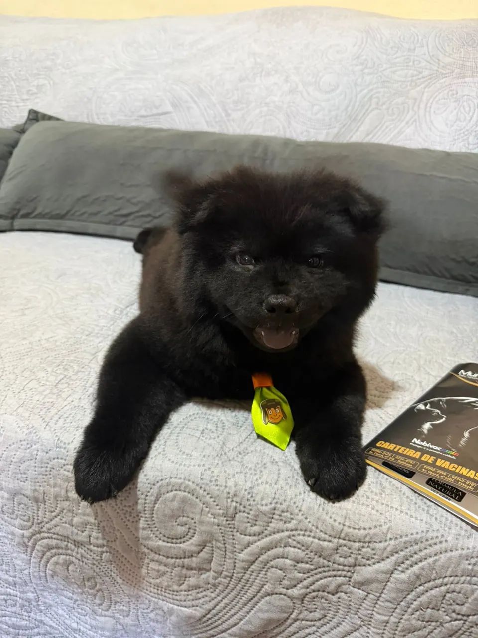 Animais de estimação  - Foto 4