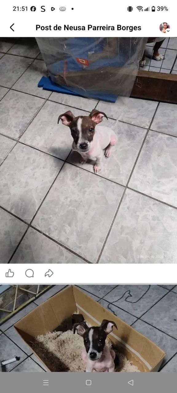 Doação de cachorro 