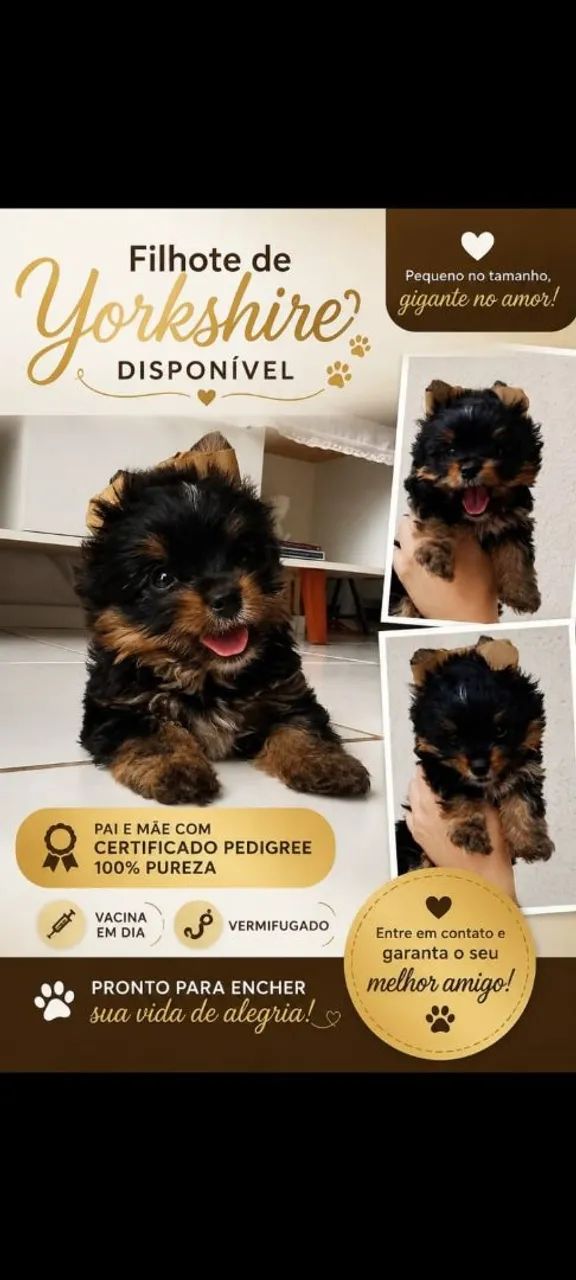 Yorkshire terrier micro  - Foto 3