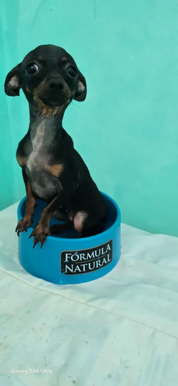 Pinscher  - Foto 4