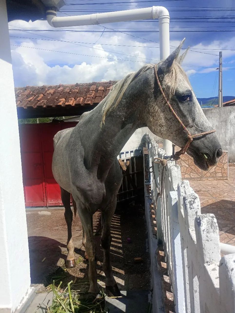 Cavalo a venda  - Foto 3