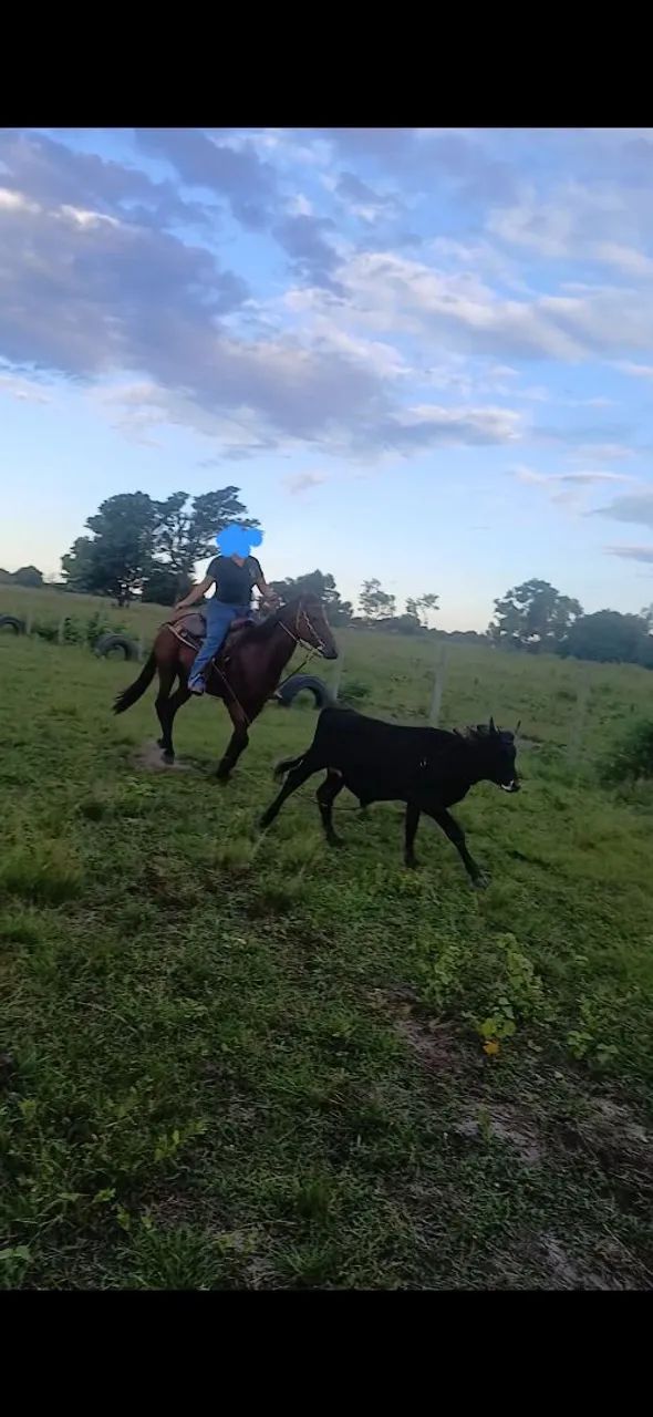 Vendo cavalo  - Foto 3