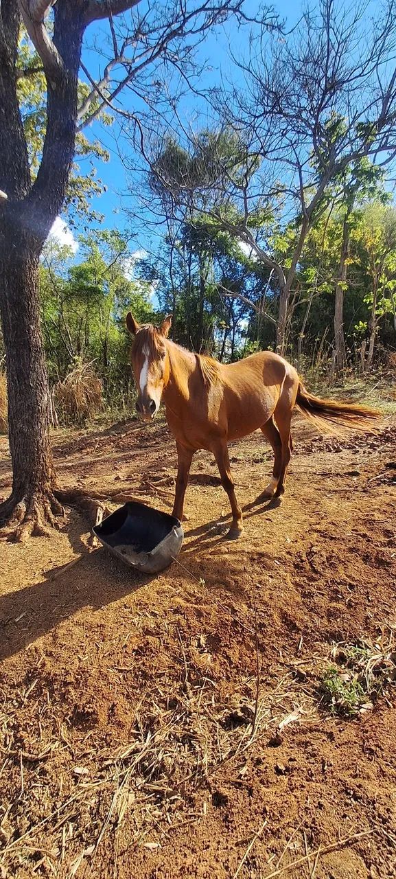 Cavalo  - Foto 4