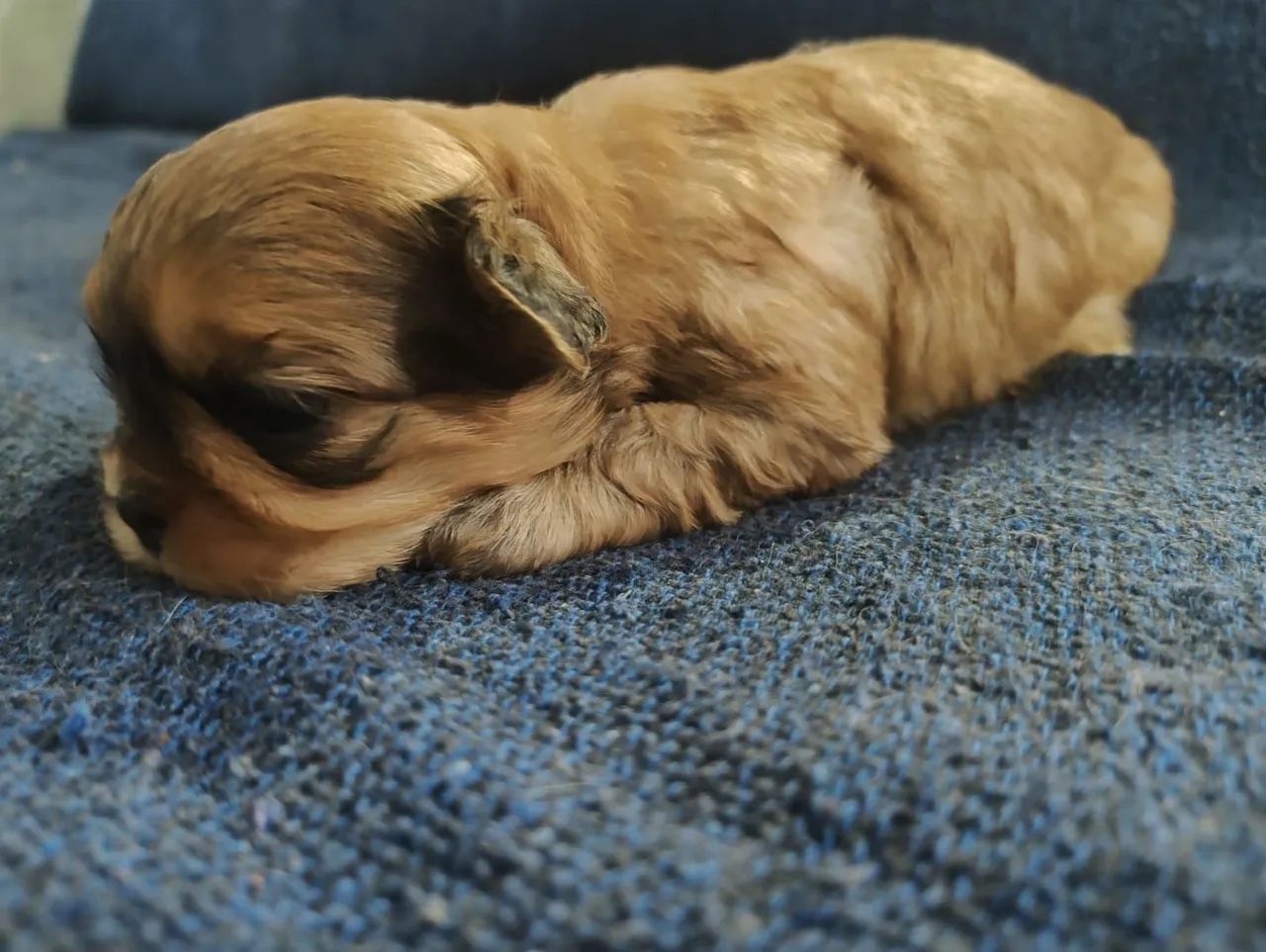 Shihtzu  - Foto 4