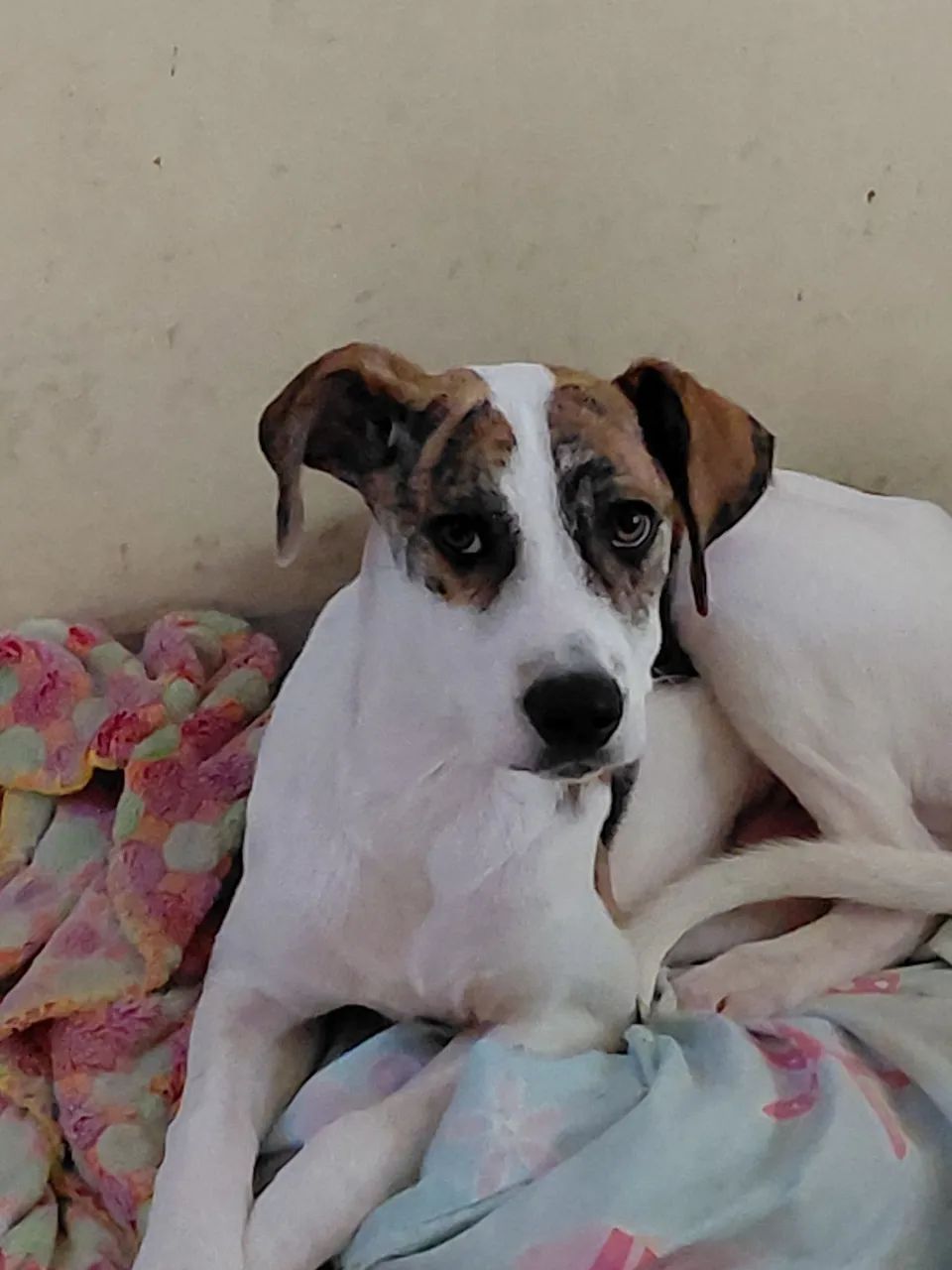 Doação de cachorro  - Foto 2